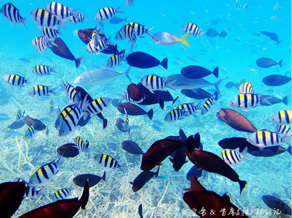 帕劳海底鲨鱼图片大全,帕劳海洋奇观之谜