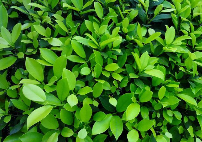 绿植盆栽有前景吗,怎样才能养好绿植盆栽