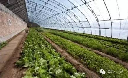 高邑人怎么样,高邑人