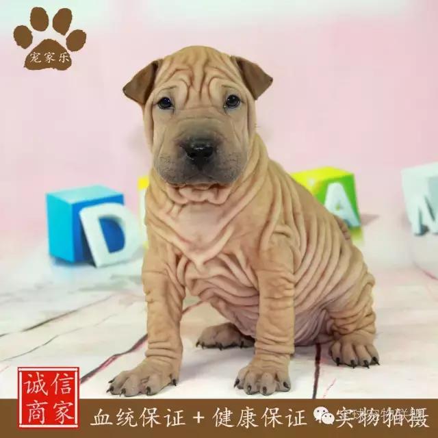 狗狗的常见疾病及日常护理知识大全铲屎官们的福利