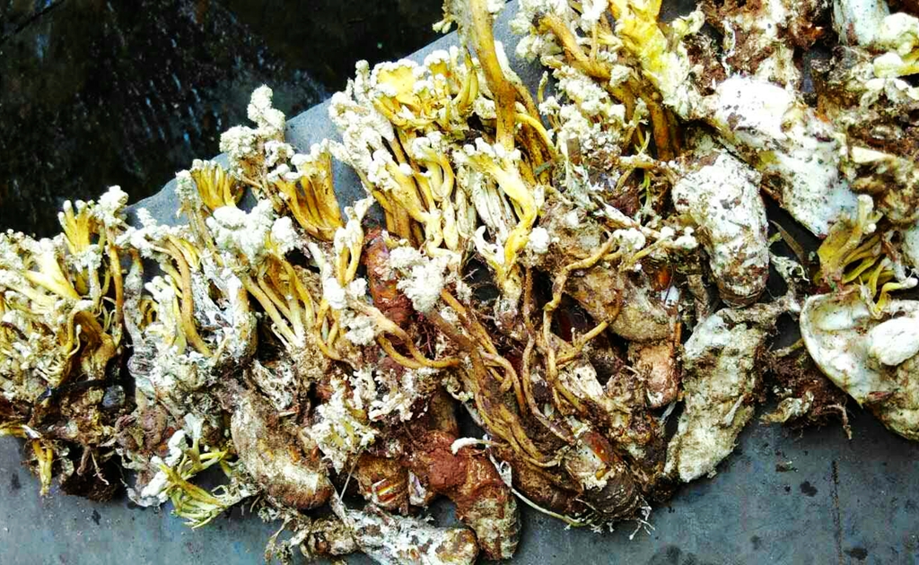 昆虫蝉的生长过程,和蝉一样从土里蜕变出来的昆虫