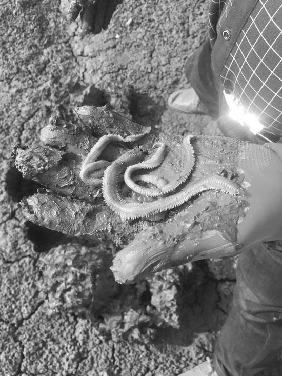 小虫子养殖,虫子养殖致富项目招商