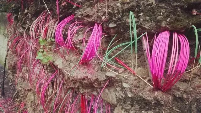 成都寺庙看银杏最美的地方,成都市最美银杏树在什么位置