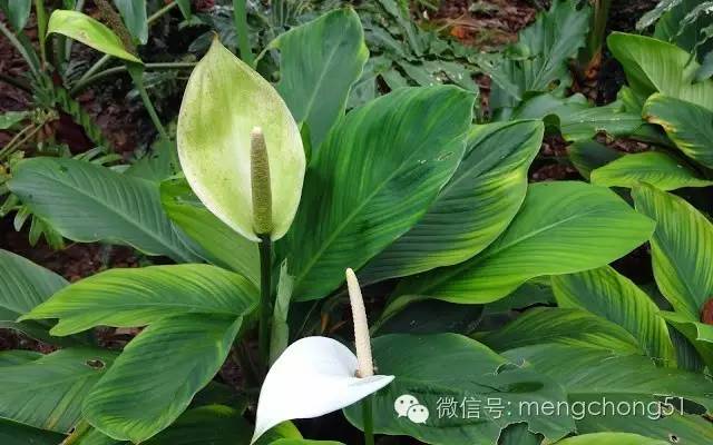 猫咪对哪些植物有毒,对猫咪有毒的植物