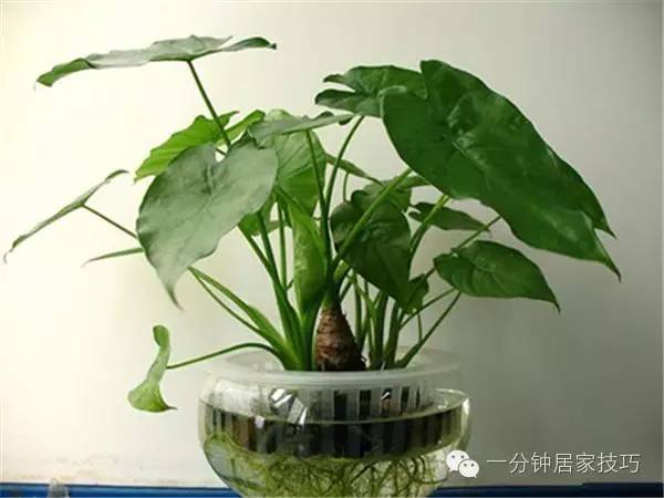 适合在屋里养有利于健康的植物,家里种植什么植物有助于健康