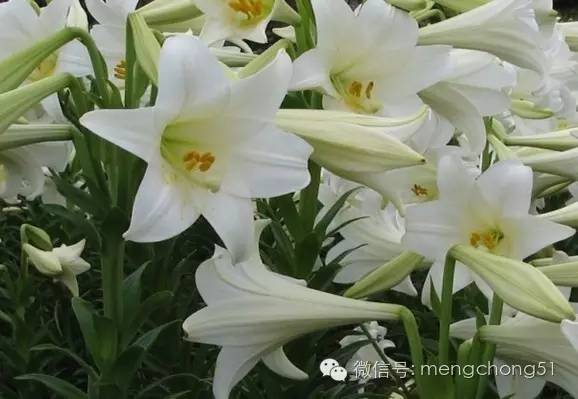 猫咪对哪些植物有毒,对猫咪有毒的植物