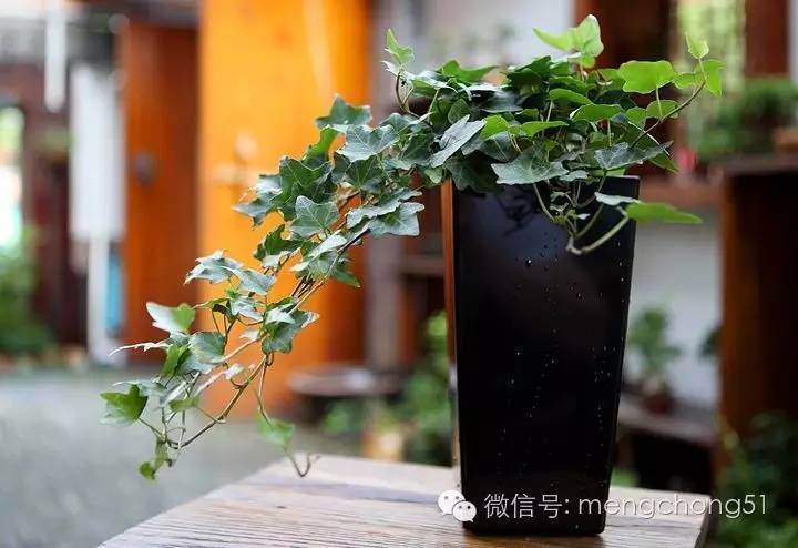 猫咪对哪些植物有毒,对猫咪有毒的植物