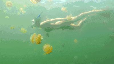 帕劳上帝水族馆介绍,帕劳上帝水族馆攻略