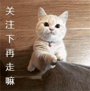 猫咪偷吃被逮个正着,猫咪偷吃被抓猫咪哭了