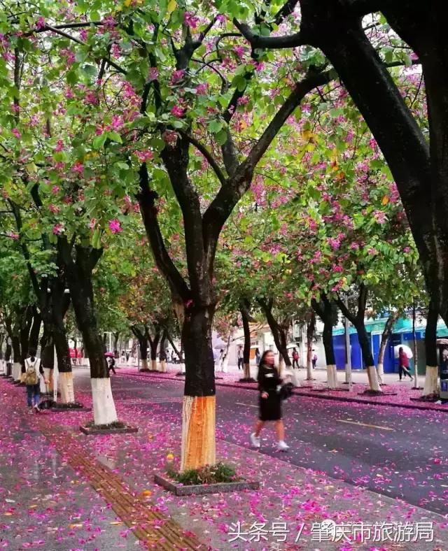 西大下了一场雨,美翻了整个肇庆!