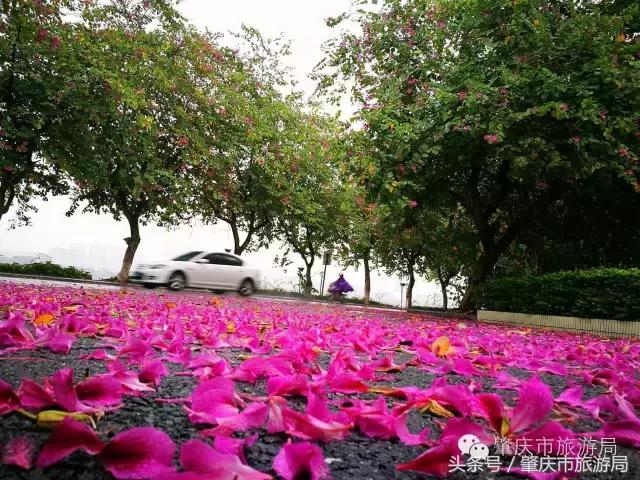 西大下了一场雨,美翻了整个肇庆!