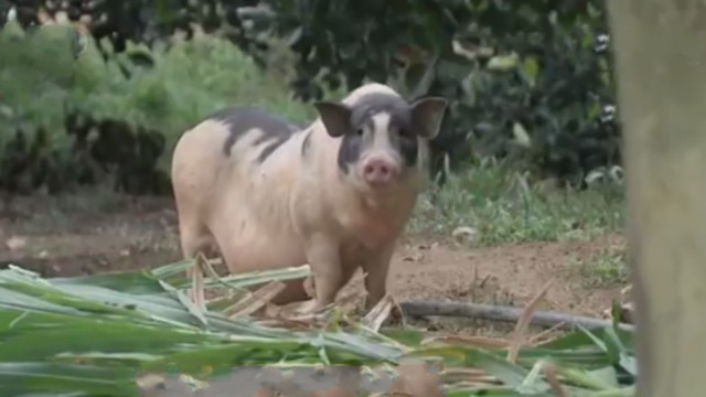 民间传说不杀五指猪,民间故事五指猪图片