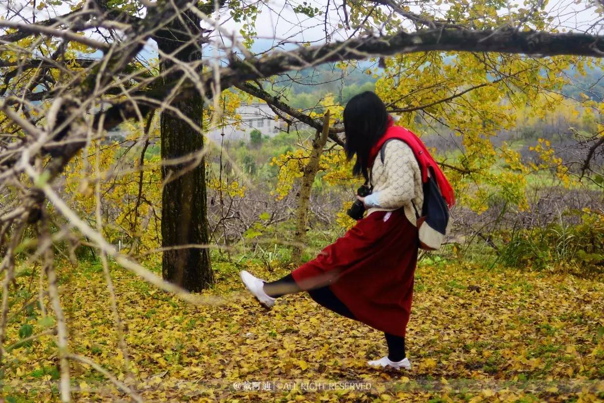 今年最后银杏金秋，现在出发还来得及！