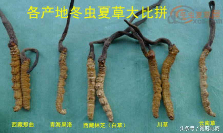 冬虫夏草到底是草还是虫,冬虫夏草是虫还是草