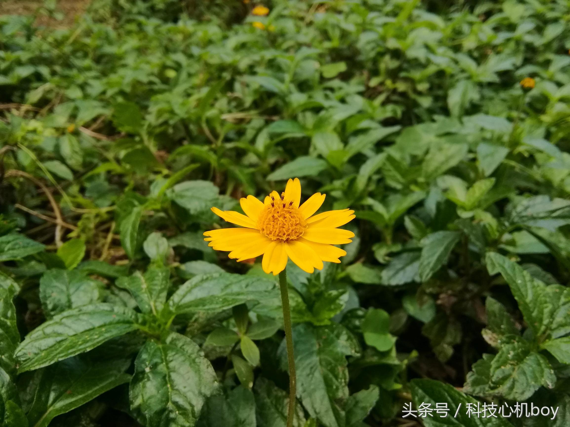 华为nova8pro和荣耀m3哪个好,华为mate40e和荣耀m3选哪个