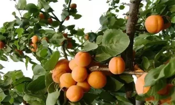 东北人的最爱,东北人的最爱东北大冻梨