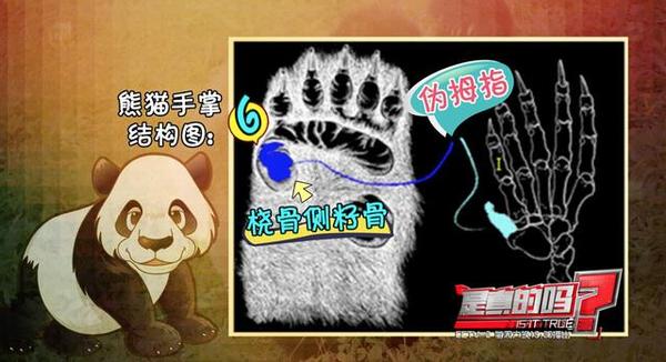 大熊猫前爪有多少个手指,大熊猫右手是否有六只手指