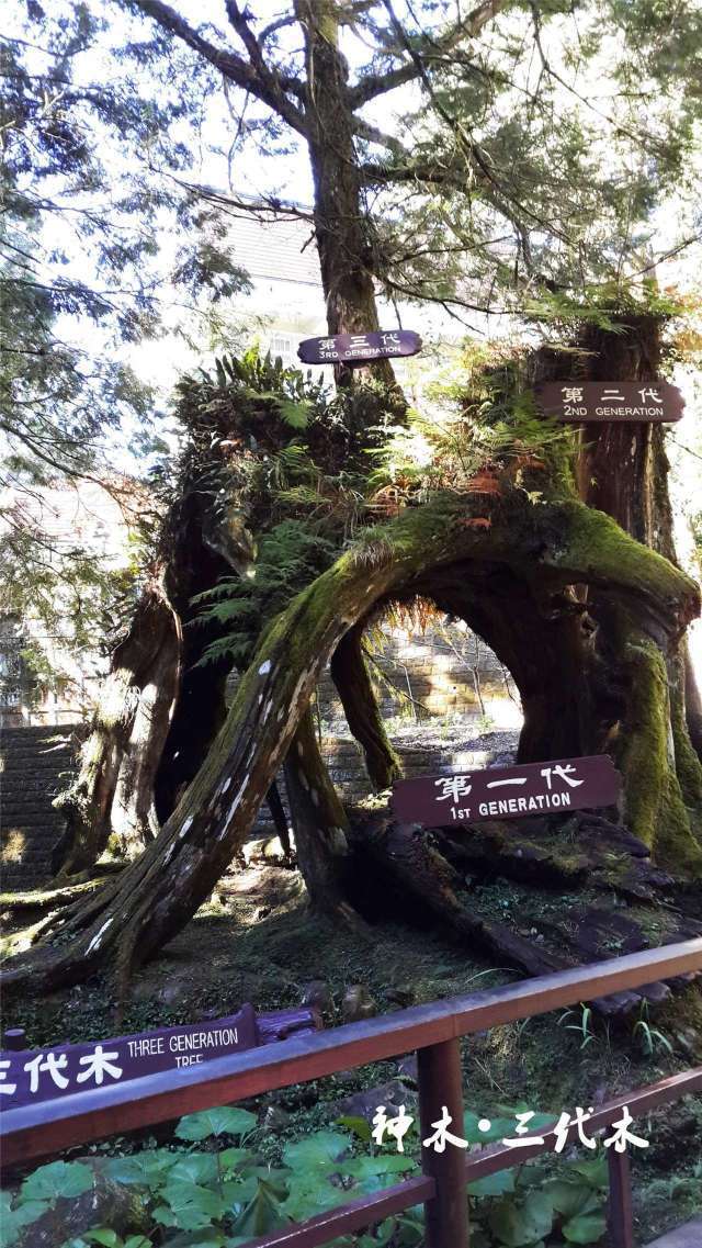 快来看真正的阿里山日月潭是怎样的~