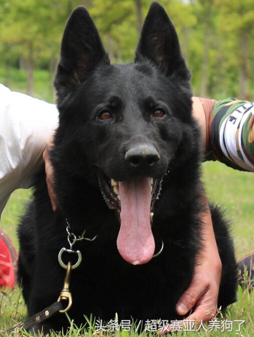 德国牧羊犬长得真霸气,黑色德国牧羊犬和黑狼犬