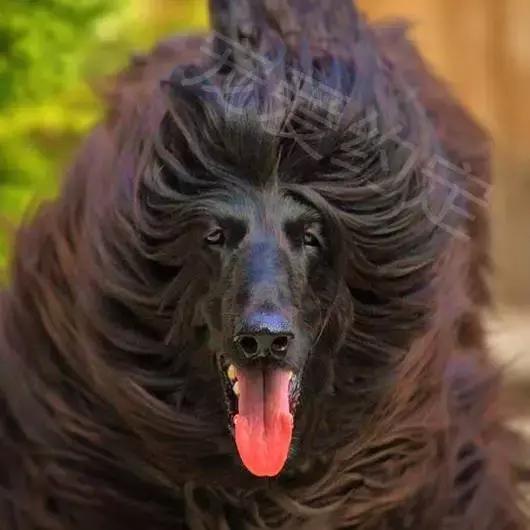 千万不要点开原声是什么梗,千万不要点开原声好吗