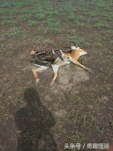 我在非洲工作的日子，给大家介绍下非洲的风土人情