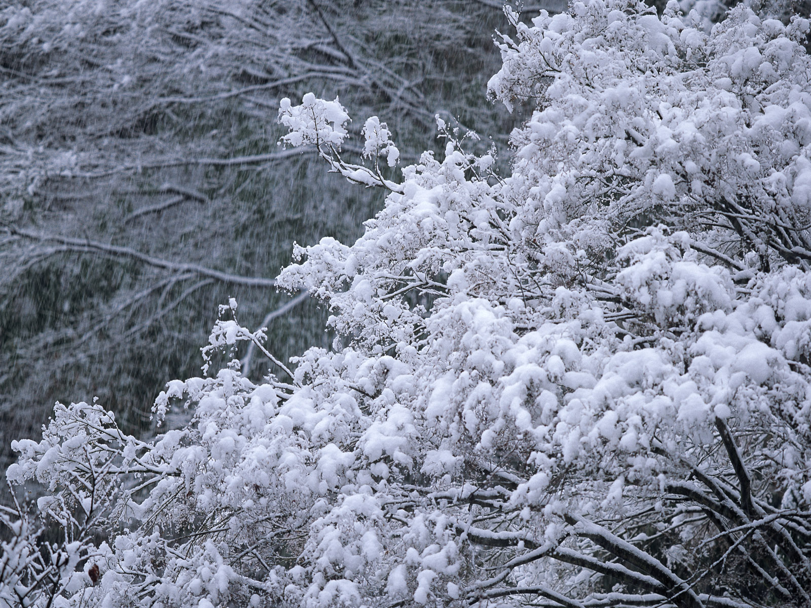 和初雪最温馨的相遇,和初雪撞个满怀