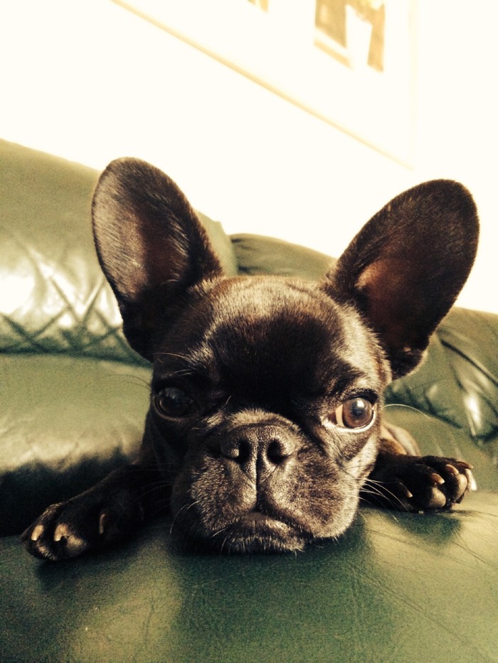 从来不跟狗打交道的星座,狗跟星座的关系