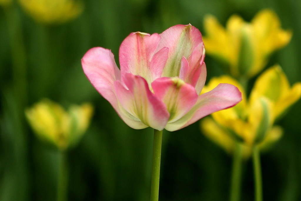 闃冲厜涓嬩簲棰滃叚鑹查儊閲戦鍥剧墖澶у叏,鏂囪壓娓呮柊鐨勯儊閲戦鍥剧墖澶у叏