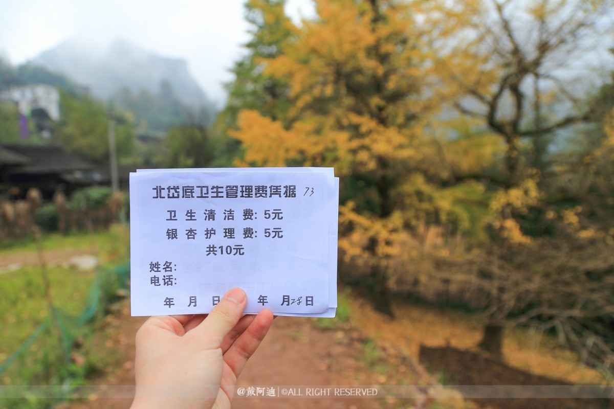 今年最后银杏金秋，现在出发还来得及！