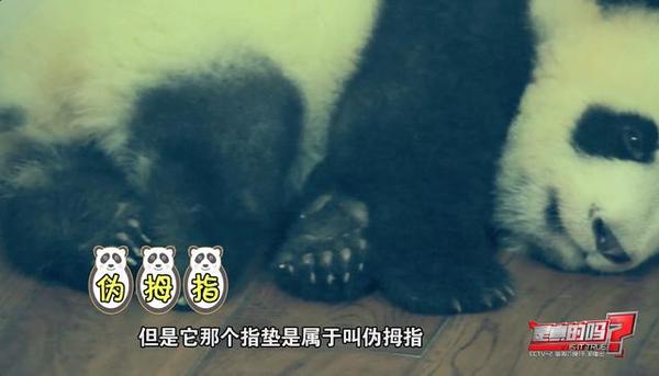 大熊猫前爪有多少个手指,大熊猫右手是否有六只手指