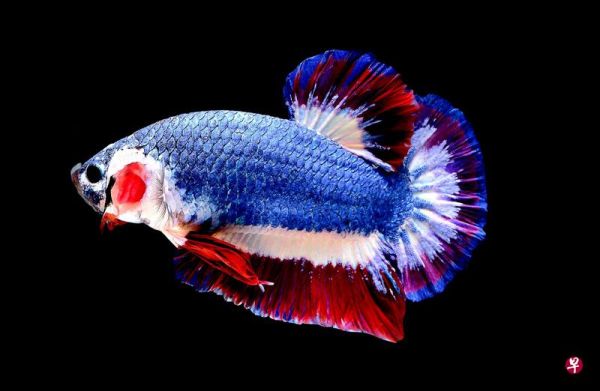 鹦鹉唱歌被主人骂死,鹦鹉阳台骂脏话邻居投诉