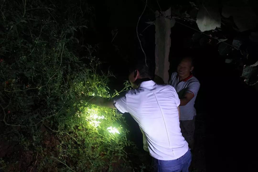 在蒙顶山的守候,蒙顶山晚上