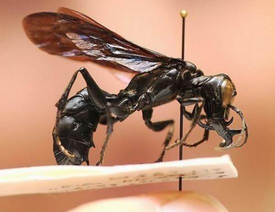 世界上最强的灵长类动物,盘点世界上怪异的巨大动物