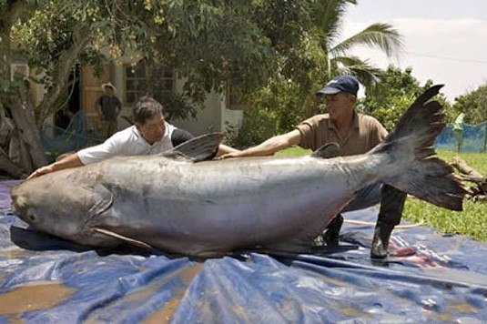 世界上最强的灵长类动物,盘点世界上怪异的巨大动物