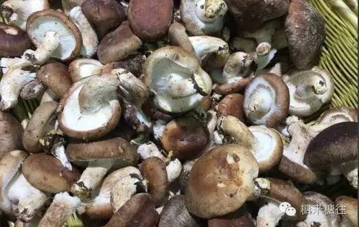 这7种菇你一定要吃,18种菌菇都怎么做好吃