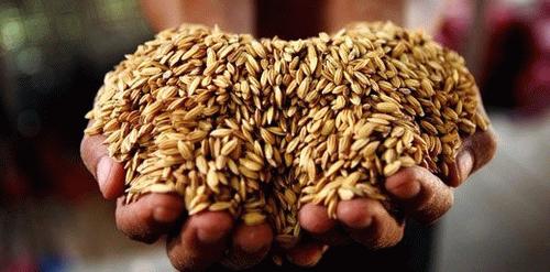 农民没钱种地怎么办,种粮不挣钱谁来种地