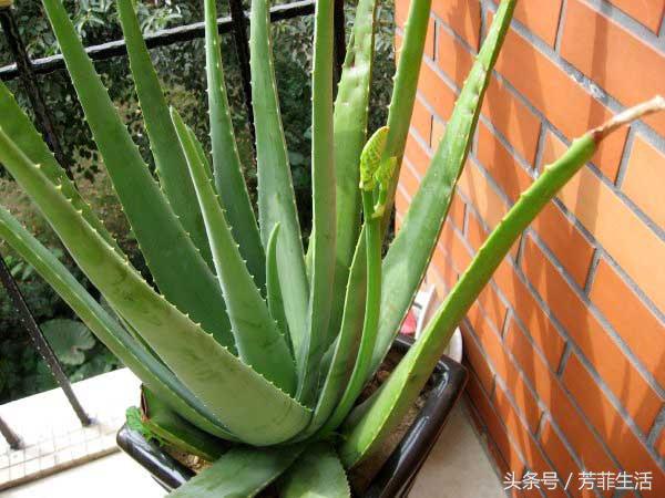 冬天皮肤干燥,种盆芦荟滋润下!