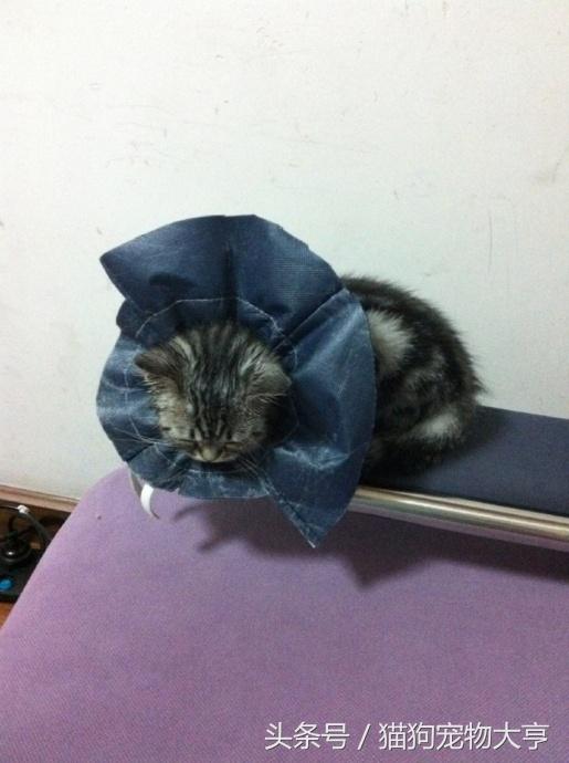 猫猫脾气不好怎么改善,猫猫脾气不好怎么办