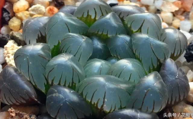 小叶冰灯玉露是冰灯玉露吗,冰灯玉露与雪花冰灯玉露