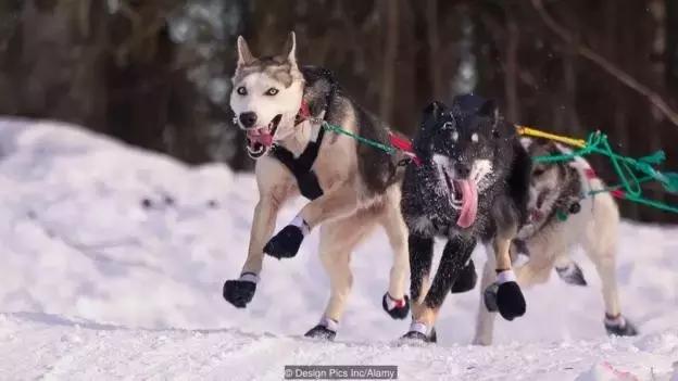 关于狗的冷知识拉布拉多,哈士奇冷知识狗语十级