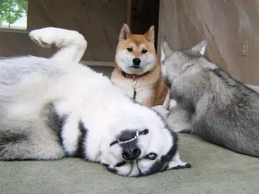 哈士奇的缺点和优点小型犬,狗的品种哈士奇的特点和性格