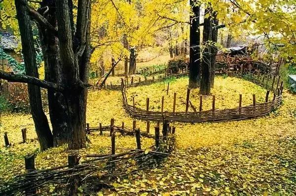 南雄看银杏值得去吗,南雄看银杏攻略