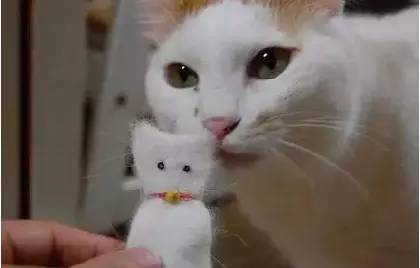 还在为家里掉的头发烦恼,还在为衣服上的猫毛而烦恼吗