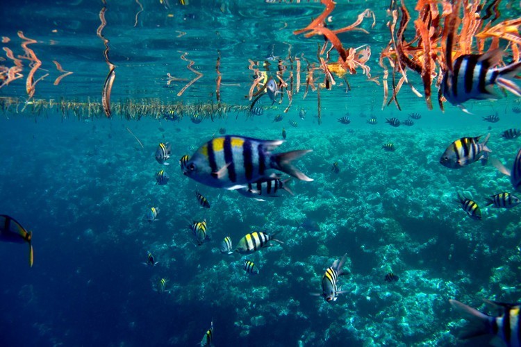 帕劳上帝水族馆介绍,帕劳上帝水族馆攻略