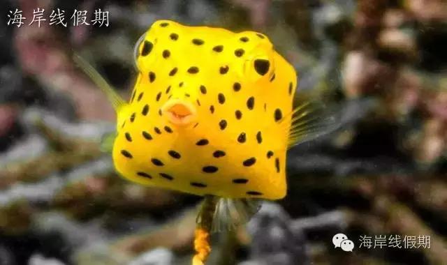 马尔代夫库拉玛提岛和蓝色美人蕉,马尔代夫度假酒店蓝色美人蕉岛