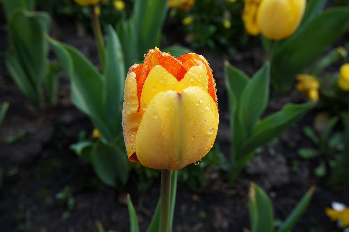 闃冲厜涓嬩簲棰滃叚鑹查儊閲戦鍥剧墖澶у叏,鏂囪壓娓呮柊鐨勯儊閲戦鍥剧墖澶у叏