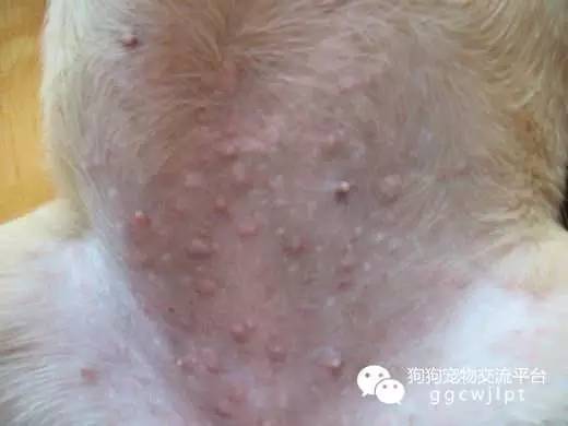 狗狗湿疹的症状白色,狗狗湿疹用药后多久能恢复
