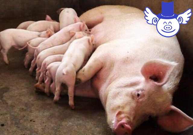 哺乳仔猪拉稀跟母猪有关系吗,哺乳仔猪拉稀快速解决方法