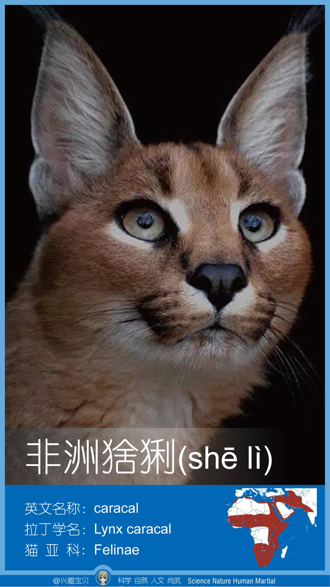 所有36种猫科动物排行,兴趣宝贝21期