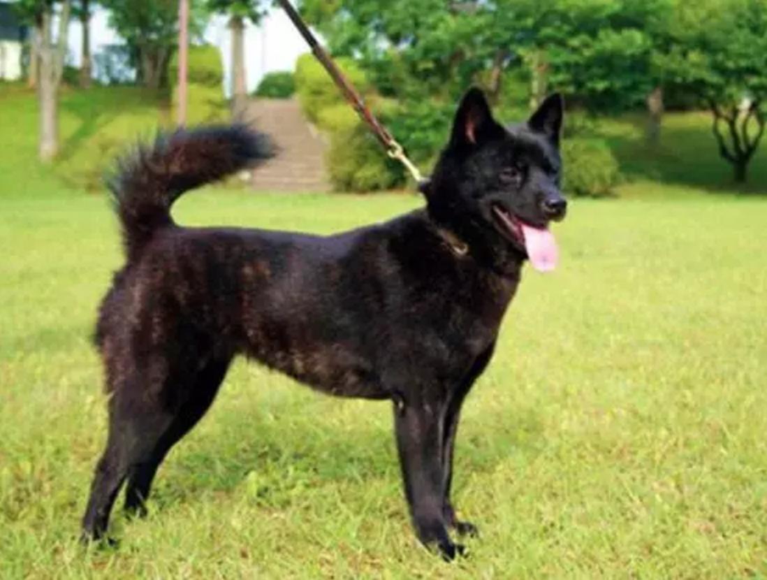 “中国土狗”比“日本土狗”差在哪里？